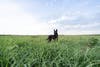 a black dog in a wide open field