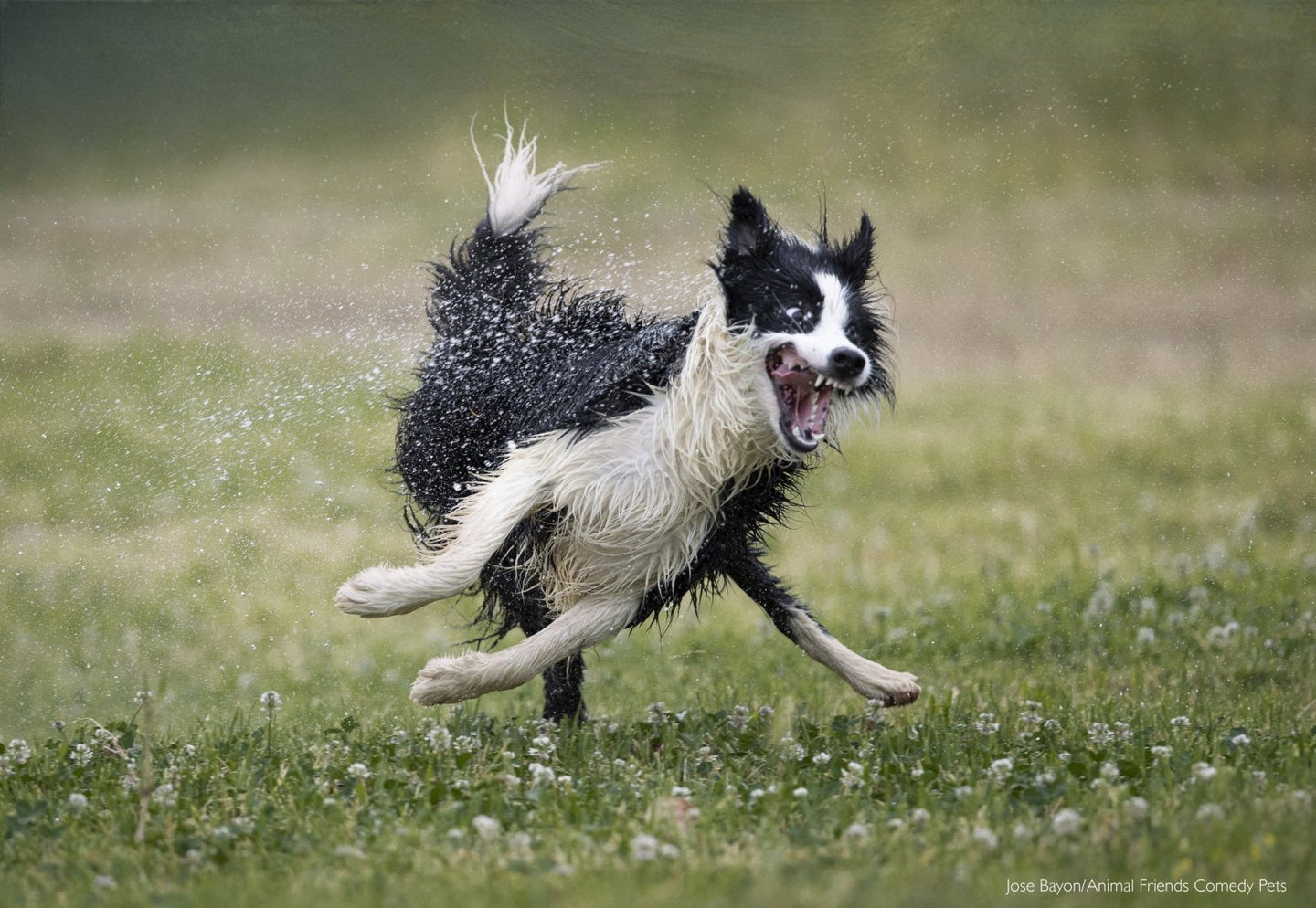 Dog loving a stream of water in a grassy field.