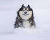 dog dashing through the snow with a funny face.
