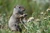 a photo of a Uinta ground squirrel taken with the NIKKOR 600mm f/6.3 lens