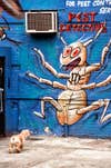 graffiti street art giant bug